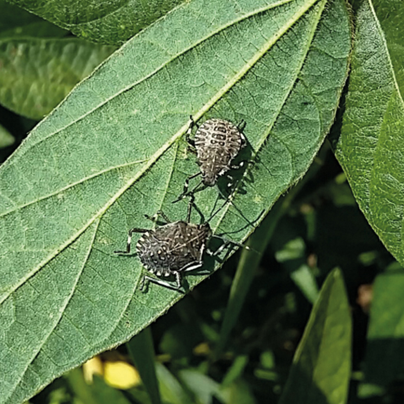 From the Brown Marmorated Stink Bug to the new alien insects: the high cost of globalization in the fields