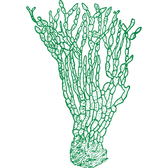 Sclerotinia spp