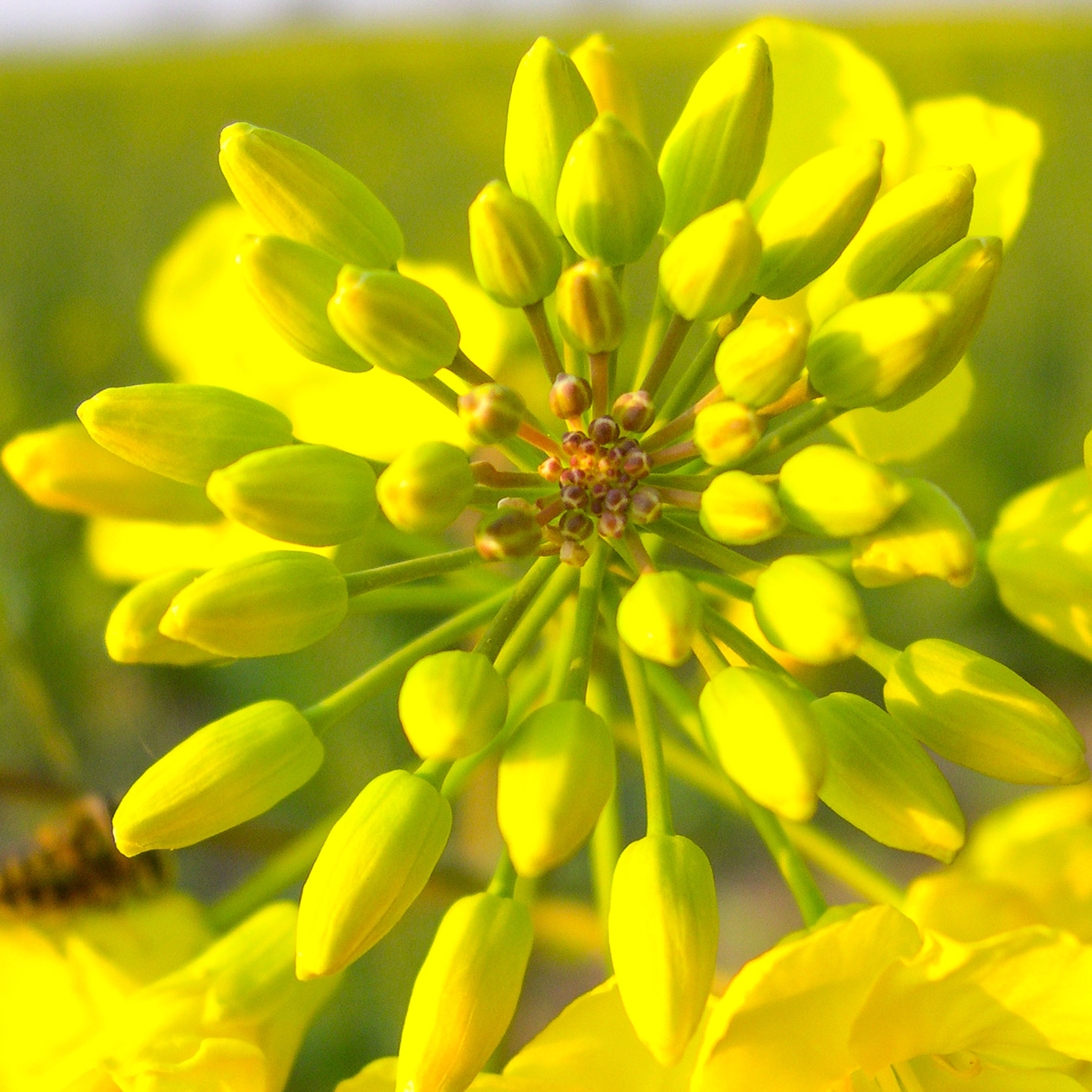 Oilseed rape