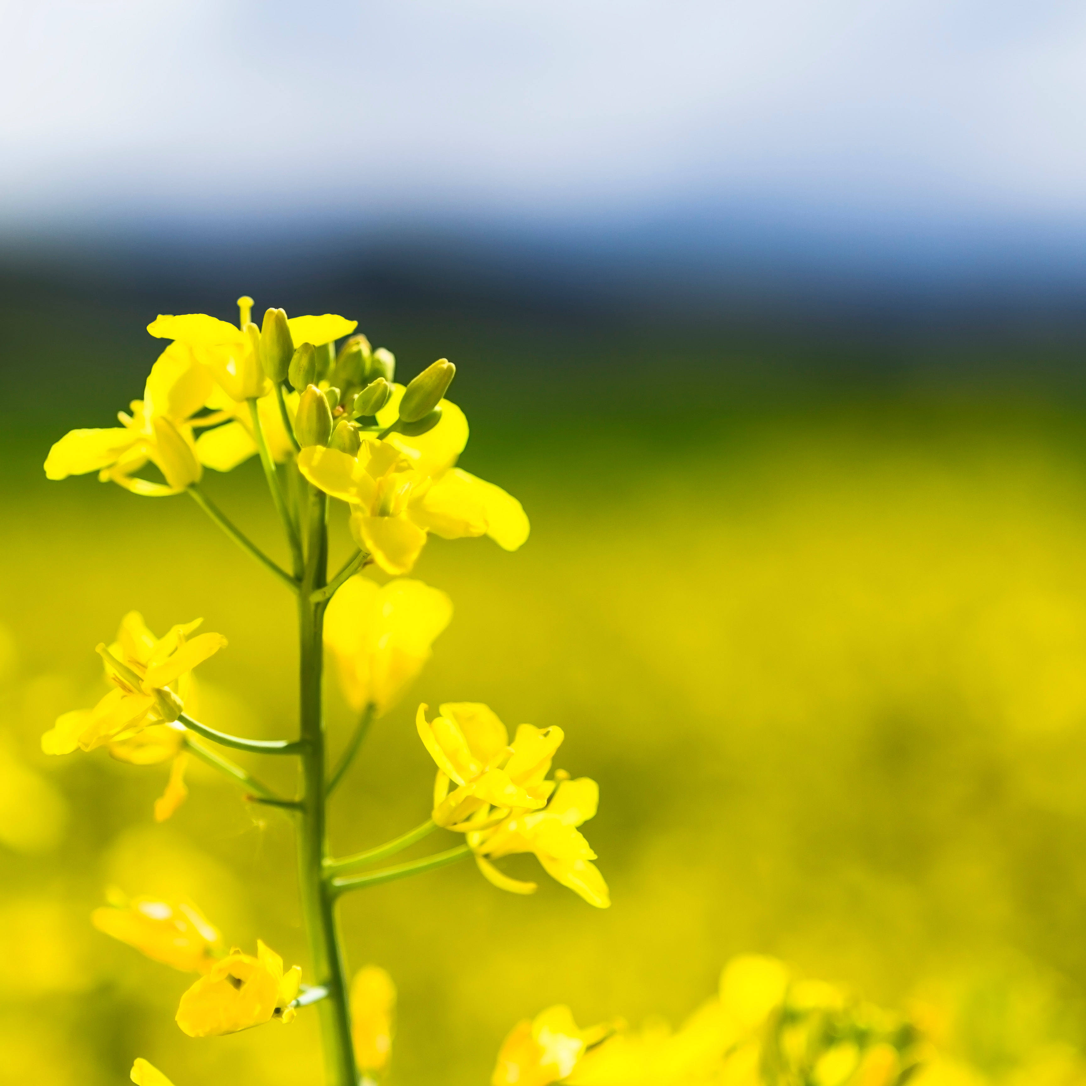 Canola