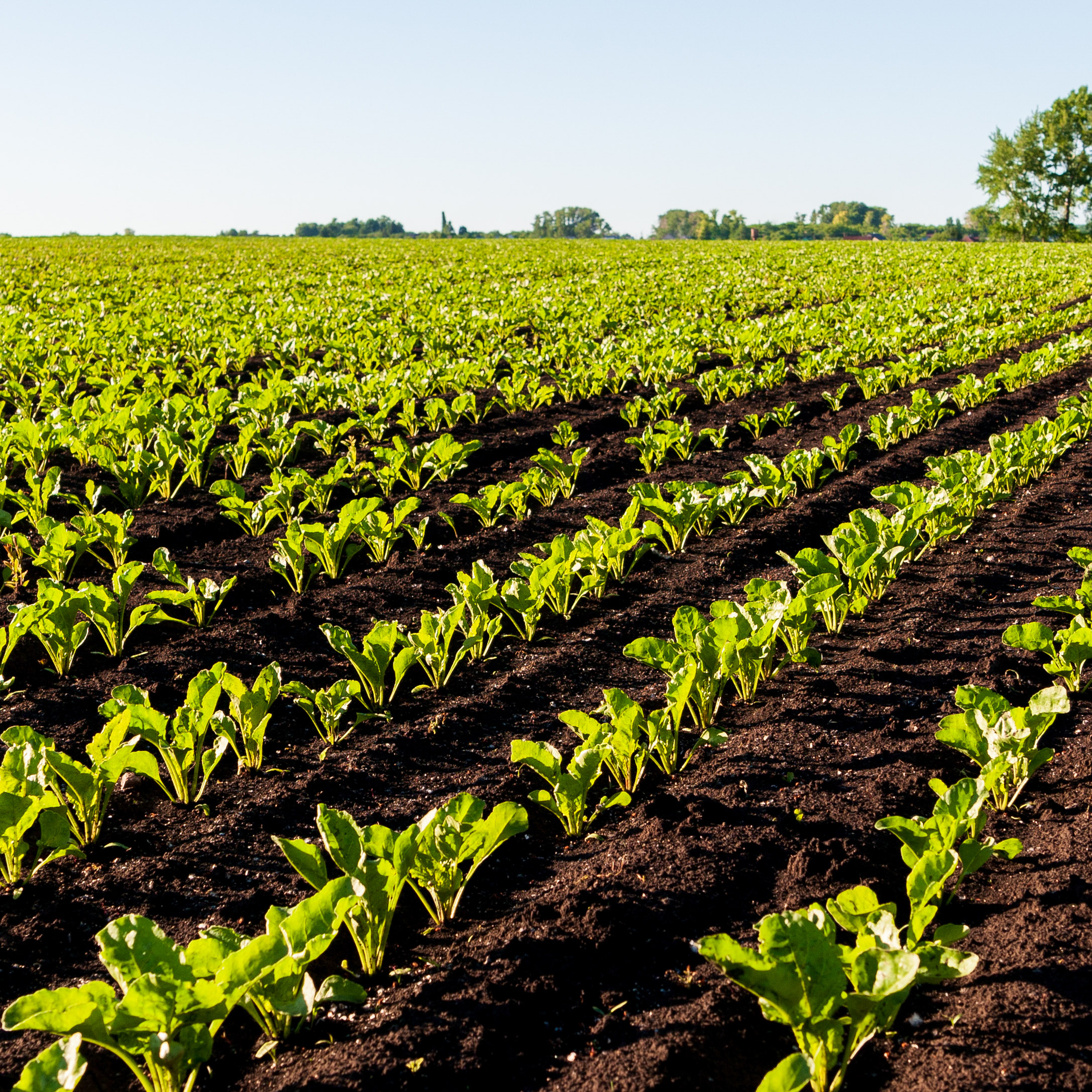 Sugar beet