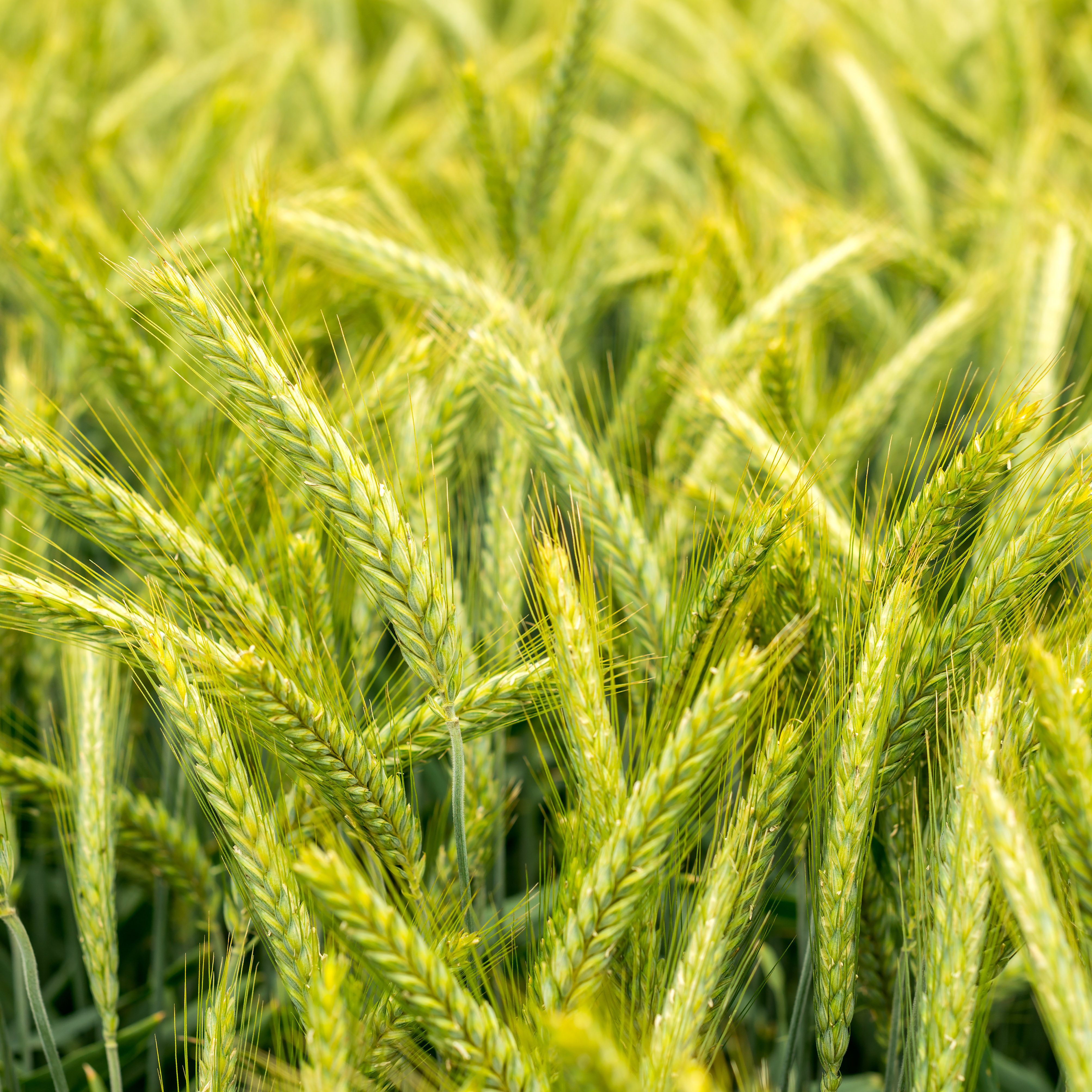 Triticale