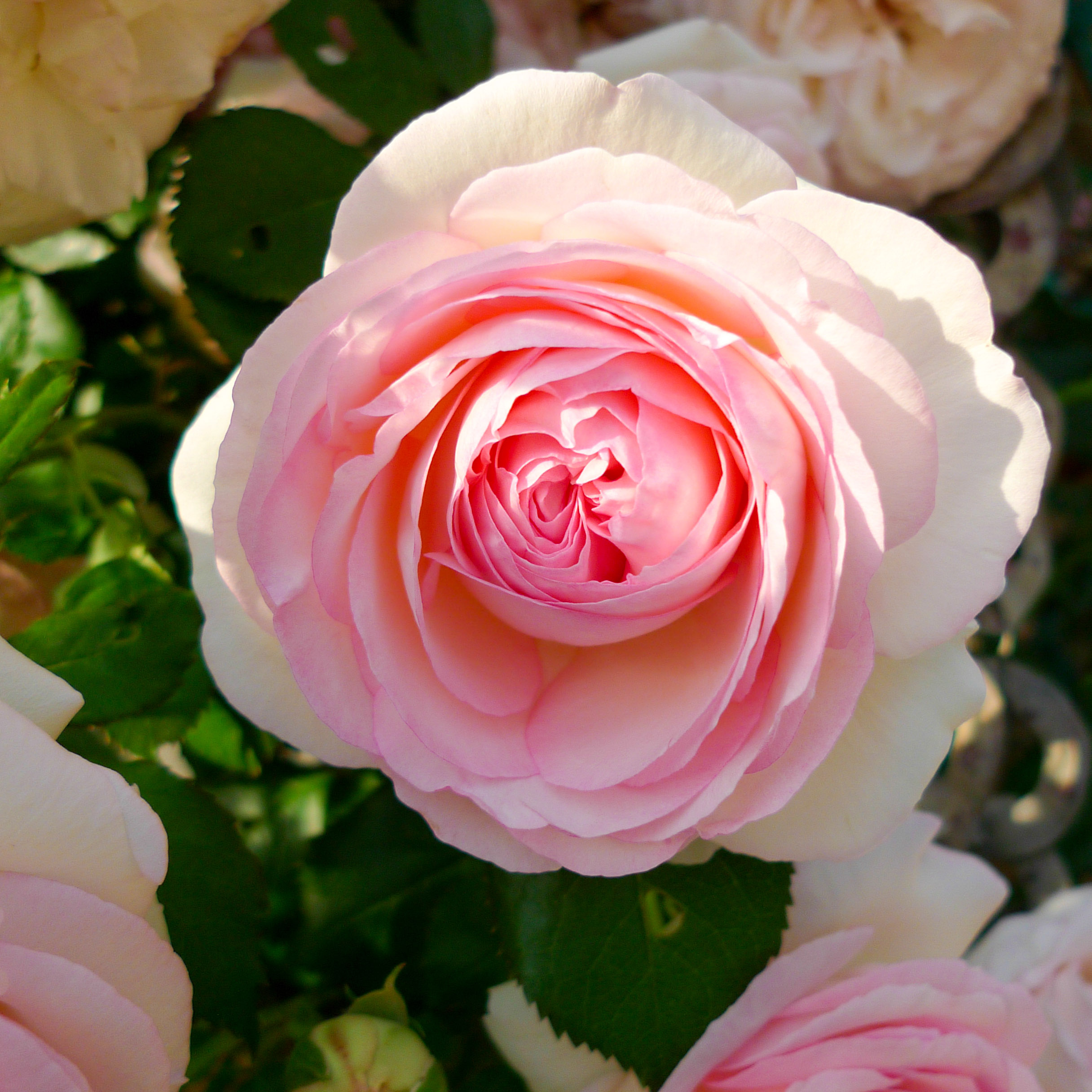 Flowers and ornamentals