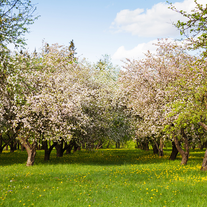 Fruit Orchards