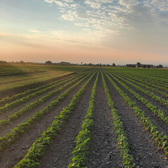 Investing in the national production of quality soybeans, also benefiting the environment